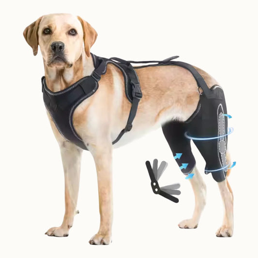 Dual-Leg Hinged Brace Harness